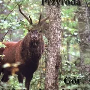 Bestseller Przyroda Gór Świętokrzyskich + CD - praca zbiorowa